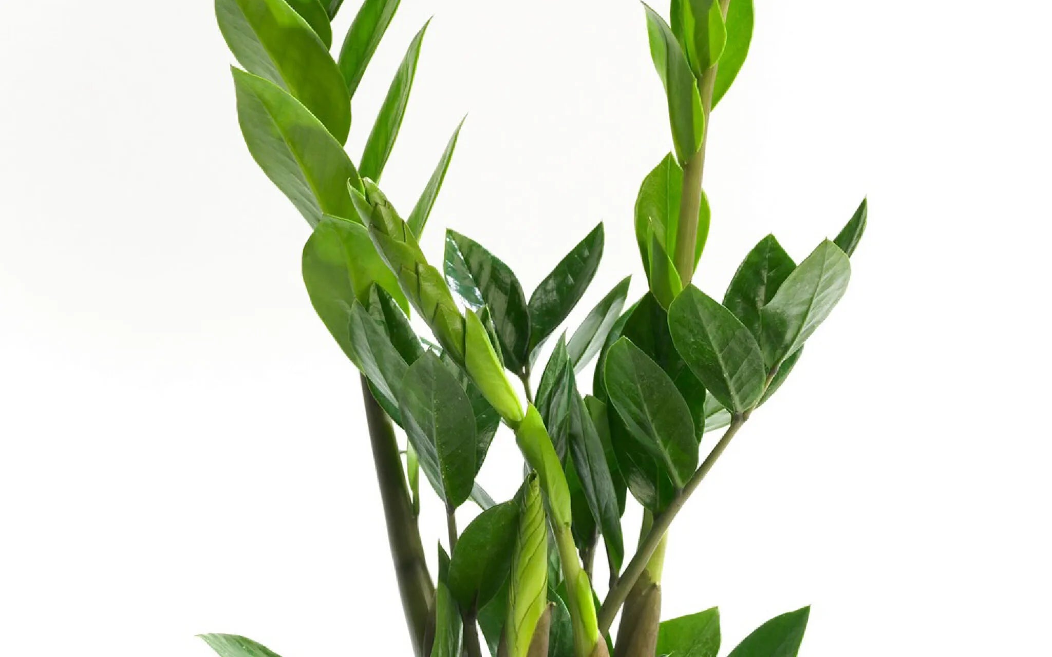 Zamioculcaa zamiifolia: mitos y verdades.