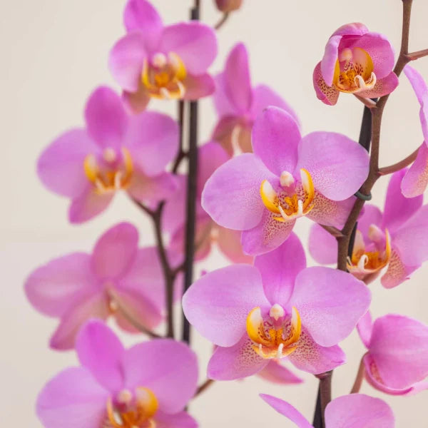 Orquídeas Phalaenopsis: Guía Completa para Cuidar la "Orquídea Mariposa" y Disfrutar de su Belleza