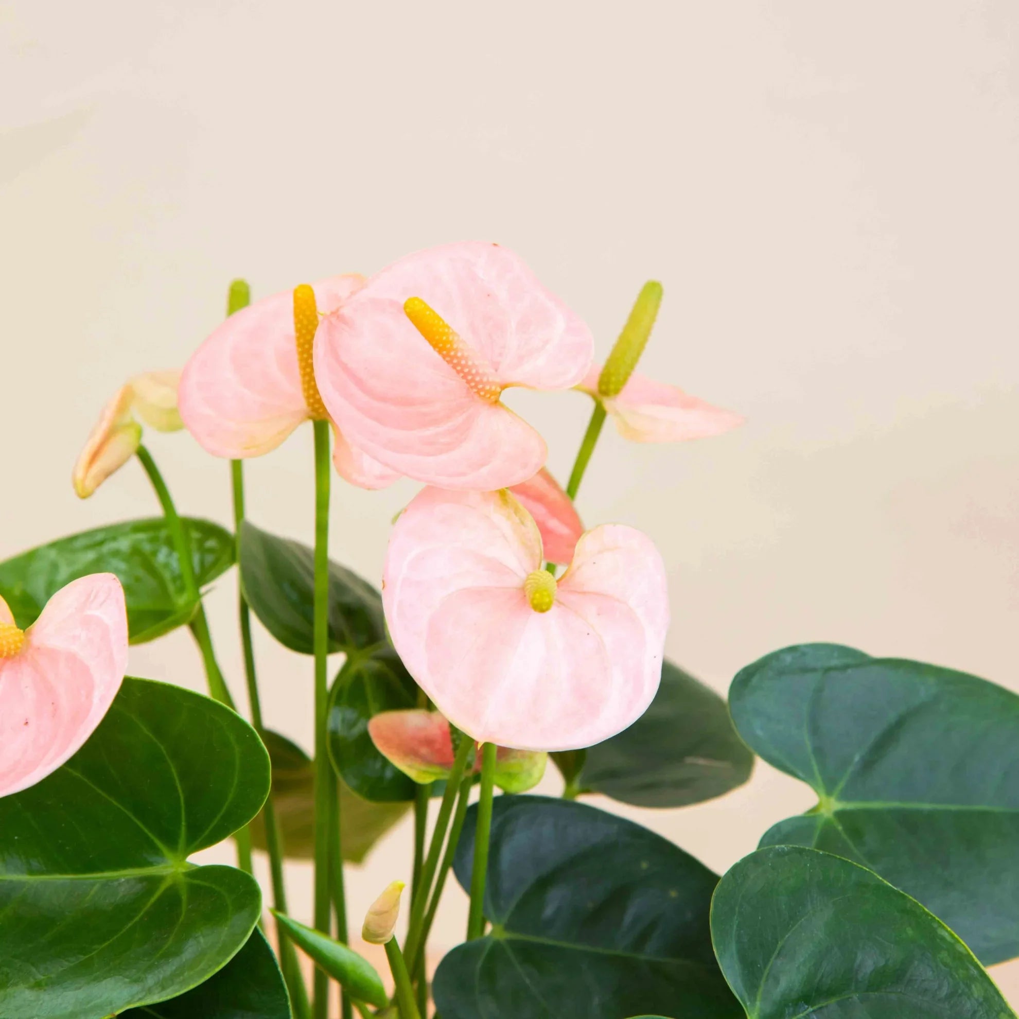 Anturios en Colombia: Guía Definitiva para Cuidar el "Anturio de Flor"