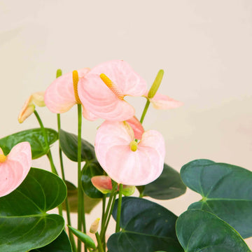 Anturios en Colombia: Guía Definitiva para Cuidar el "Anturio de Flor"