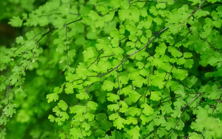 Helechos: Guía Completa para Cuidarlos en Interior y Exterior y Disfrutar de su Exuberancia