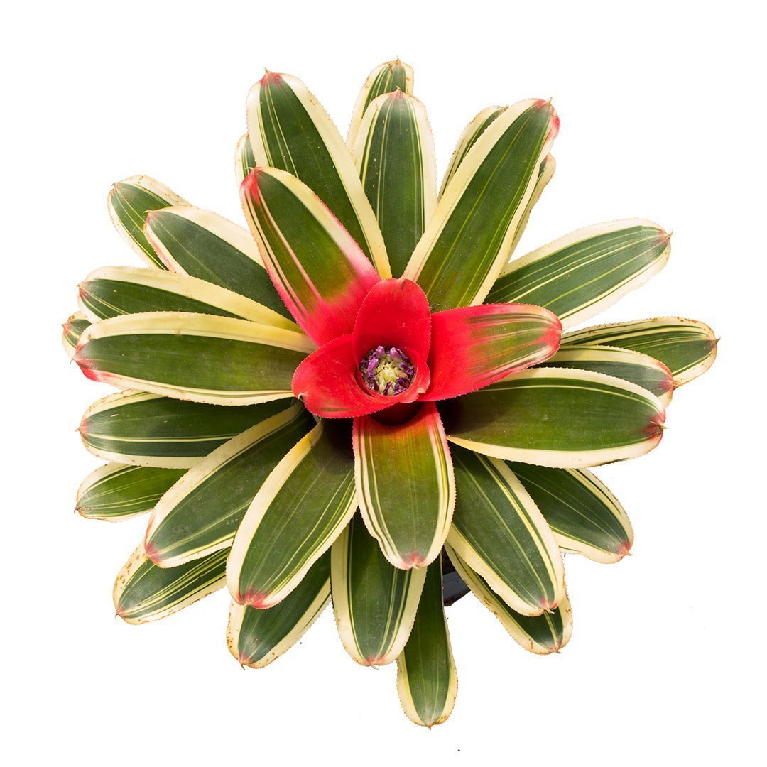 Bromelias en Colombia: Guía Completa para Cuidarlas