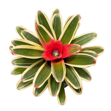 Bromelias en Colombia: Guía Completa para Cuidarlas