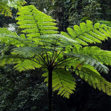 Las 5 Mejores Plantas Purificadoras para Interiores en Colombia