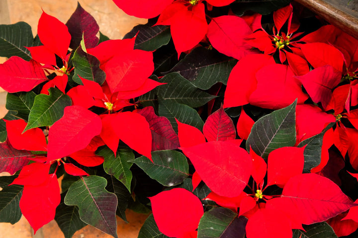 Cuidado de Poinsettias en Interior durante la Época Navideña: Consejos para una Decoración Duradera