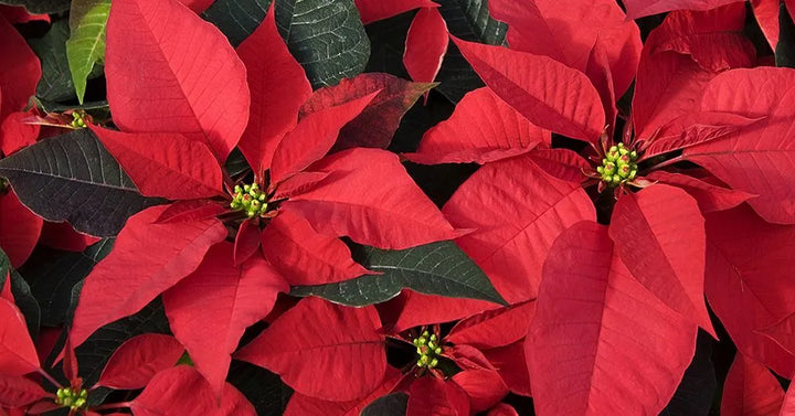 Poinsettia: la hermosa Flor de la Navidad