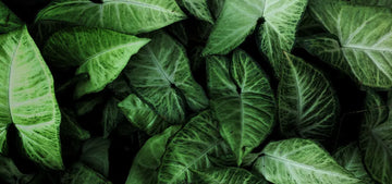 Árboles nativos: Cuál es su importancia