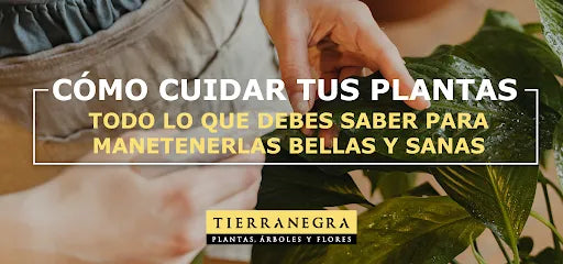 Cuidados para tus plantas