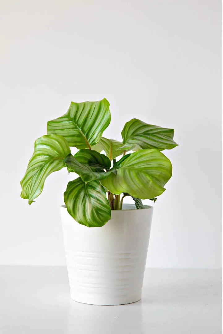 Calathea Orbifolia