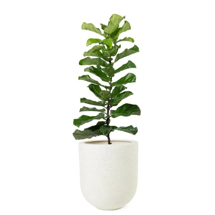 Ficus Pandurata 13x16