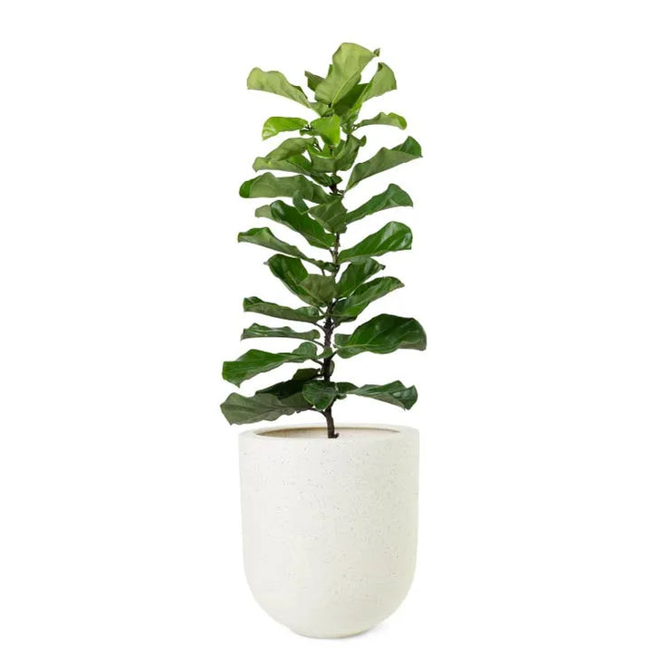 Ficus Pandurata 13x16