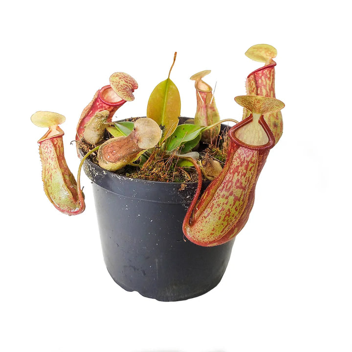 Carnívora Nepenthes