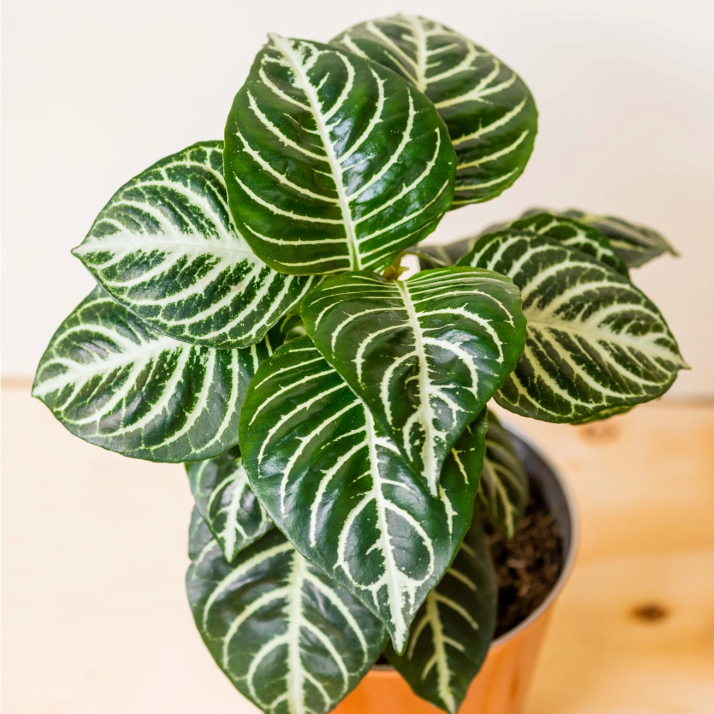 Afelandra