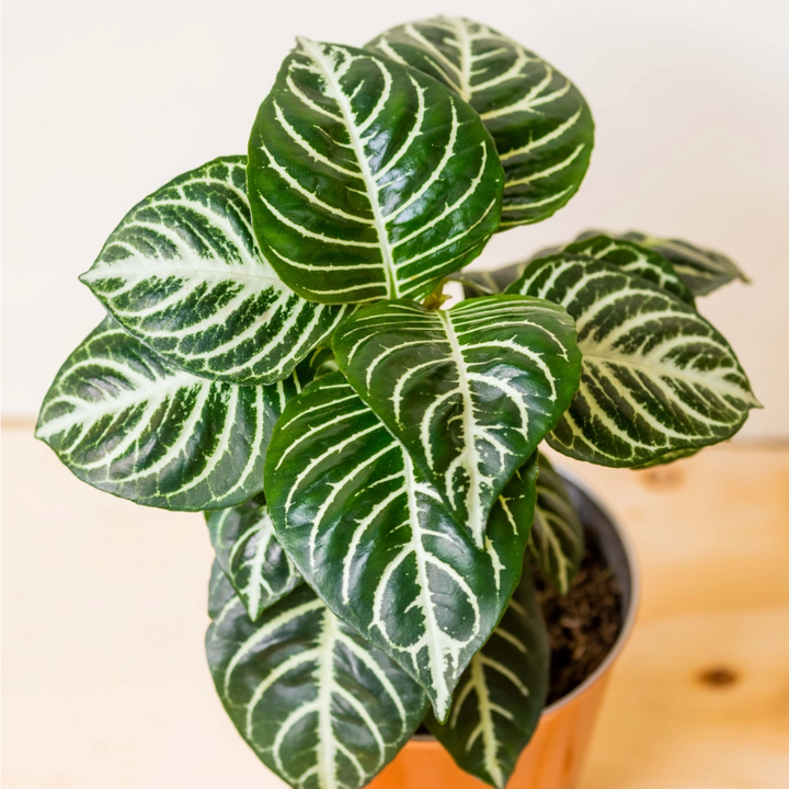 Afelandra