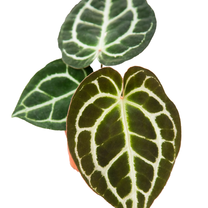 Anturio Cristalino