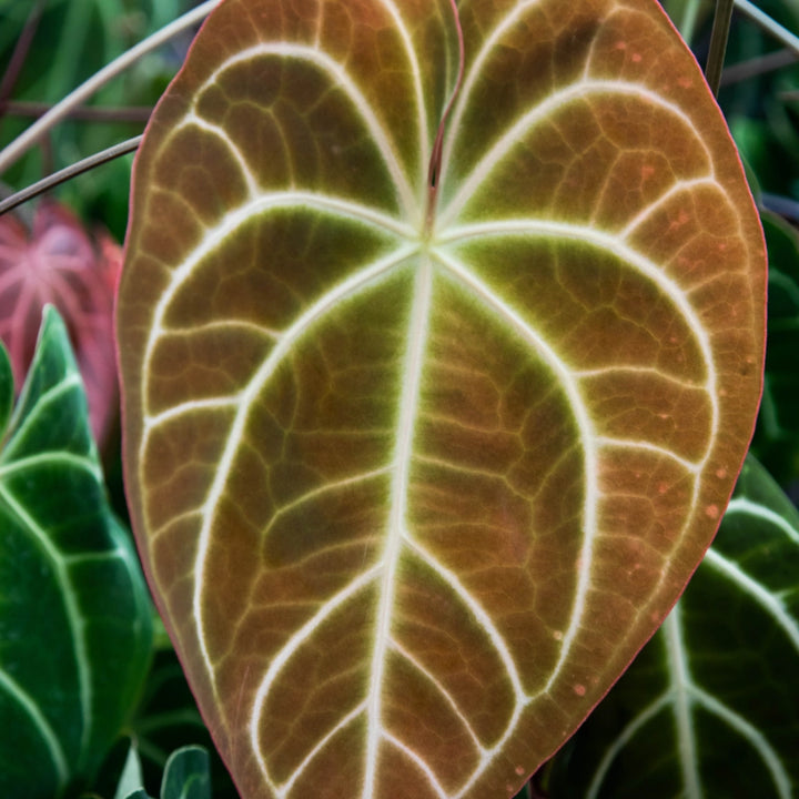 Anturio Cristalino