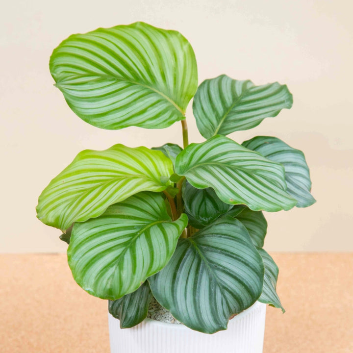 Calathea Orbifolia