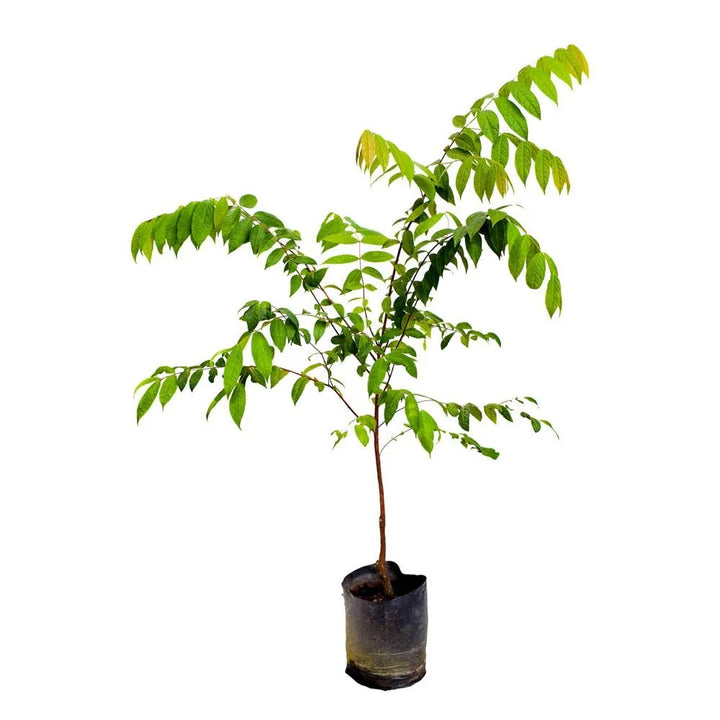 Guayaba arazá