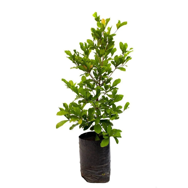 Dulcificum, fruta milagrosa
