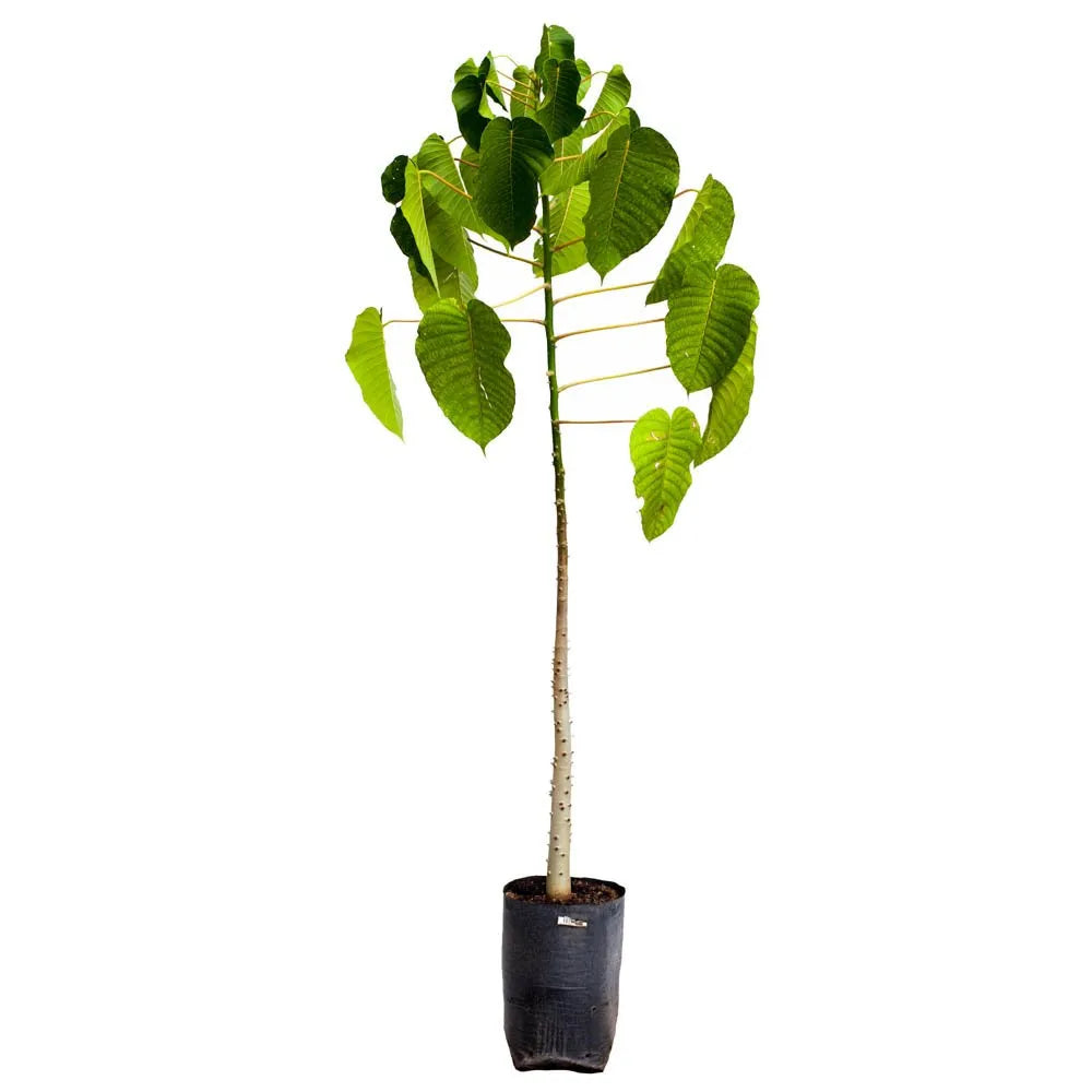 Tronador- Ceiba amarilla - Ceiba Bruja