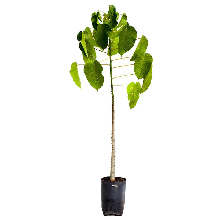 Tronador- Ceiba amarilla - Ceiba Bruja