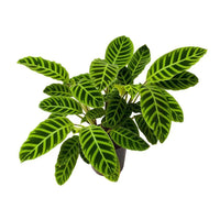 Calathea Cebrina