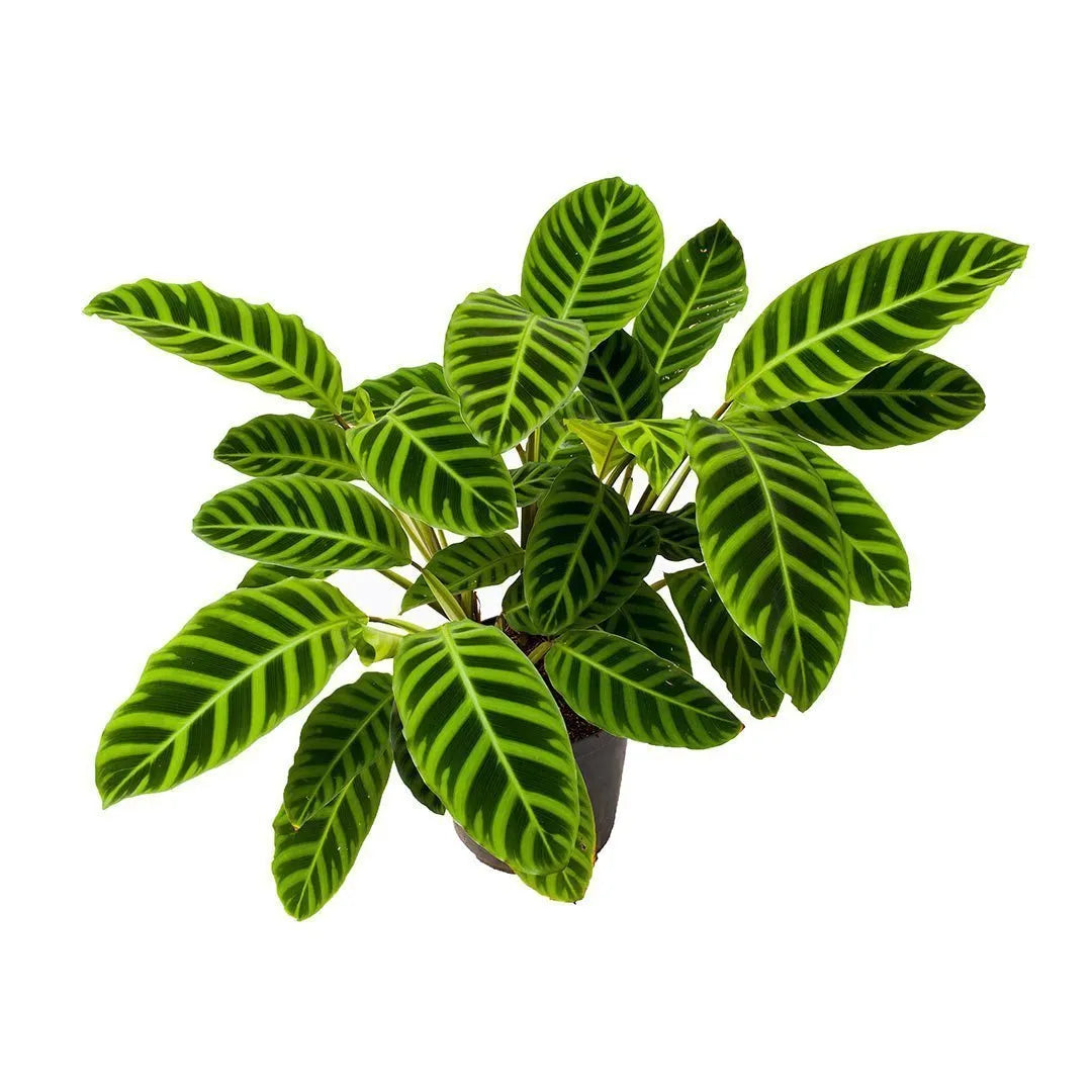 Calathea Cebrina