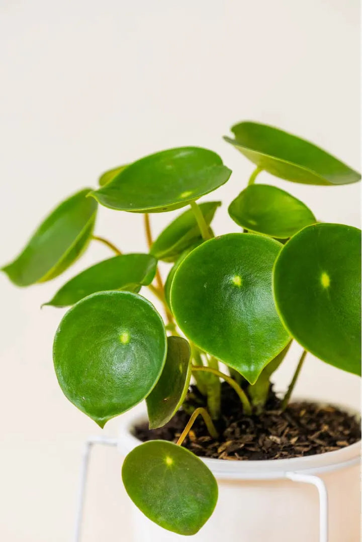 Peperomia Cucharita