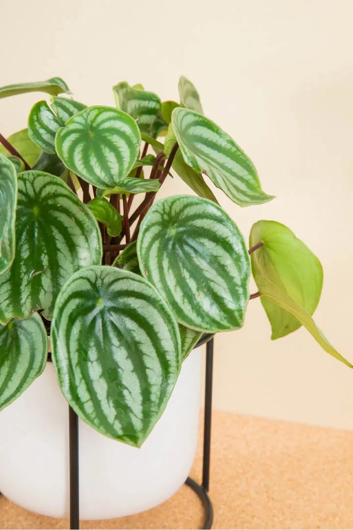 Peperomia Sandía