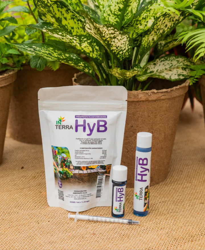 In Terra HyB (Hongos y Bacterias)