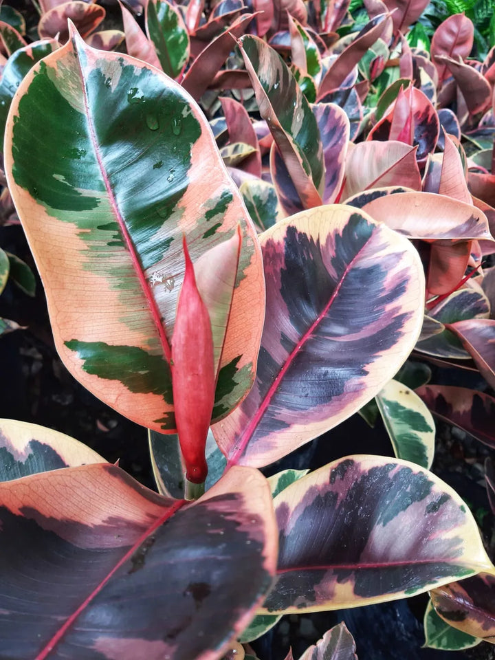 Ficus Elástica Variegado Rosado - Grande