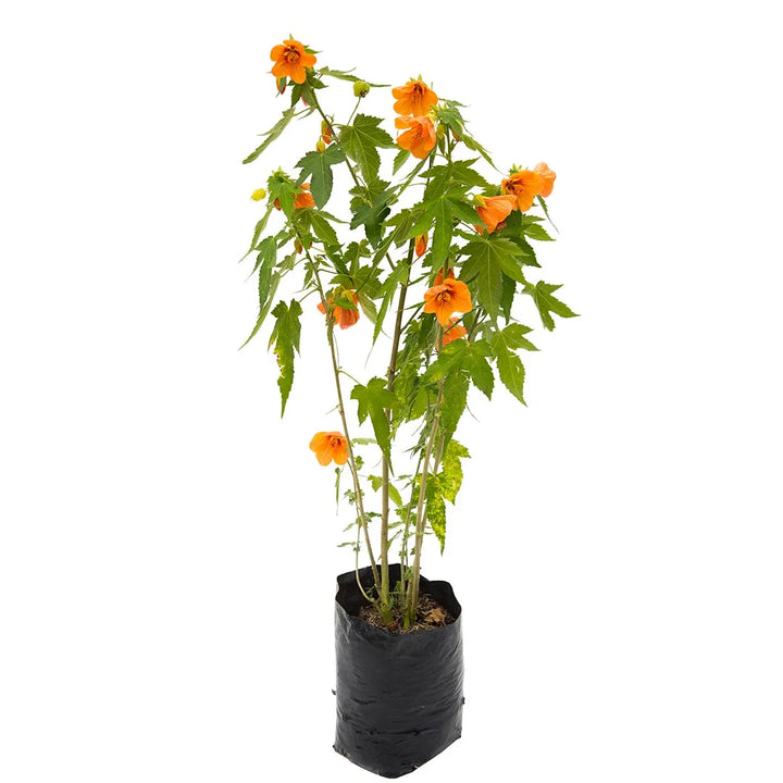 Abutilón