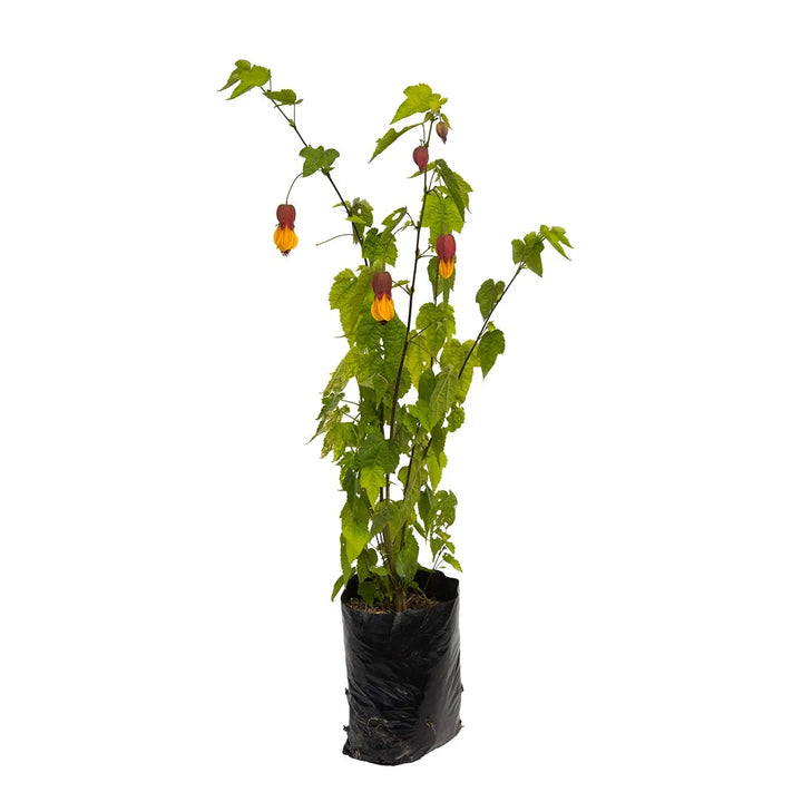 Abutilon farolito
