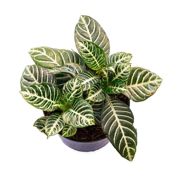 Afelandra