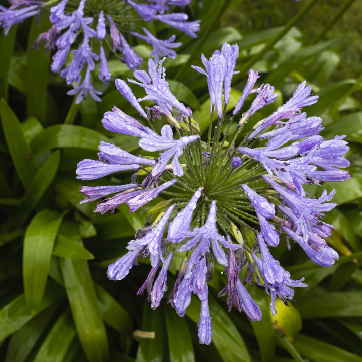 Agapanto Morado