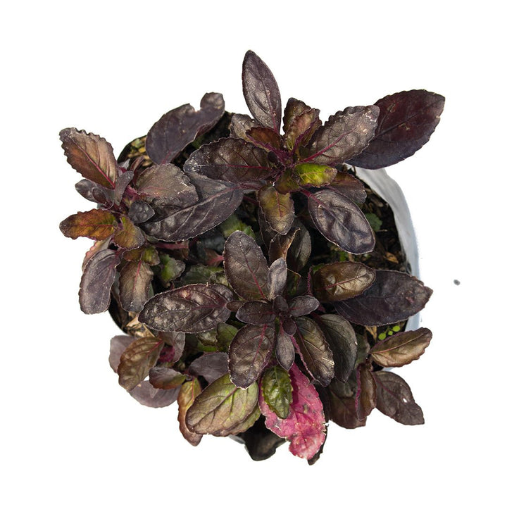 Ajuga Morada
