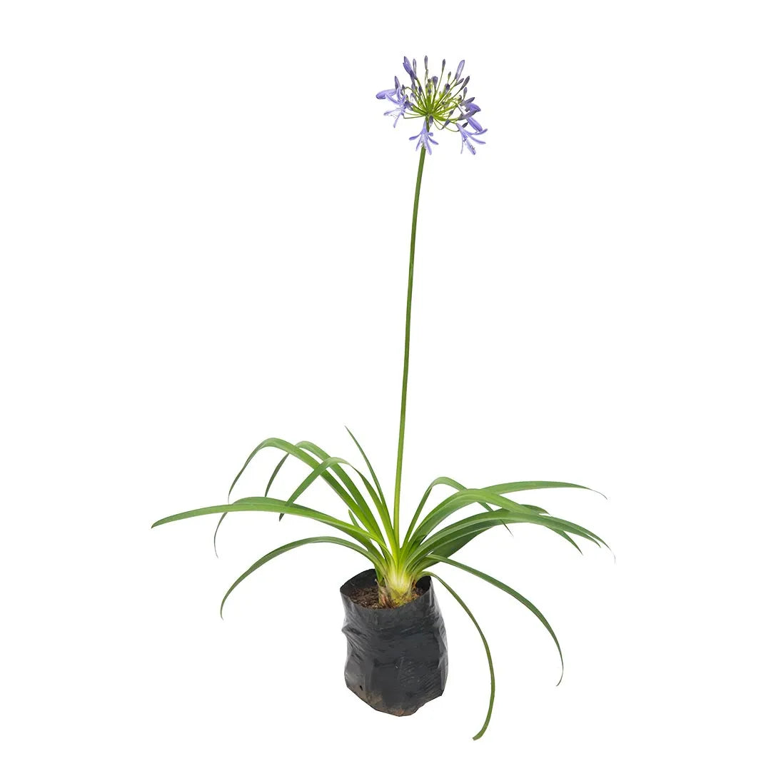 Blue Agapanthus