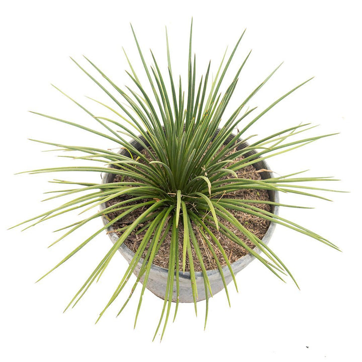 Agave #1