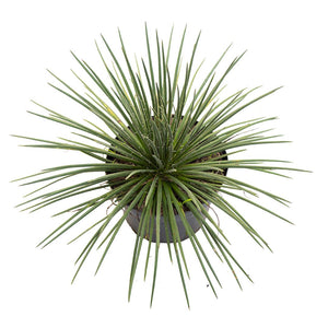 Agave #2
