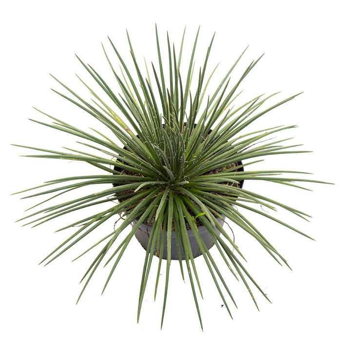 Agave #2