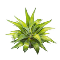 Agave #3