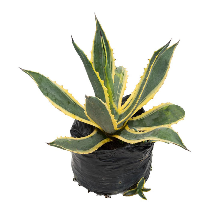 Agave #4