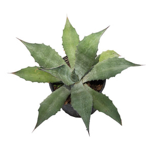 Agave #5