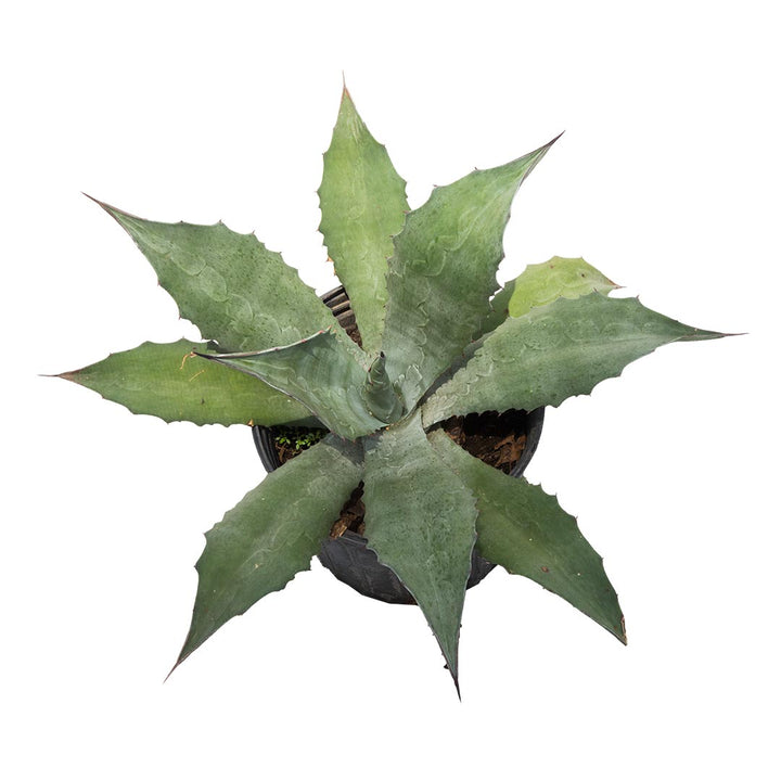 Agave #5