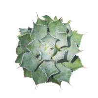 Agave #6