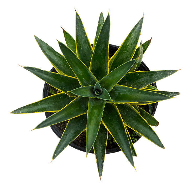 Agave #7