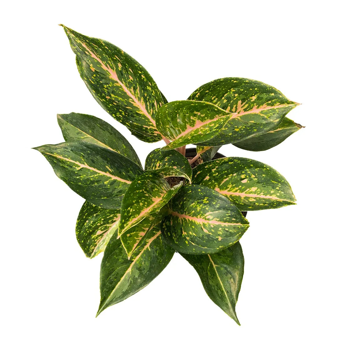 aglaonema reina Aglonema Reina – Vivero Tierranegra