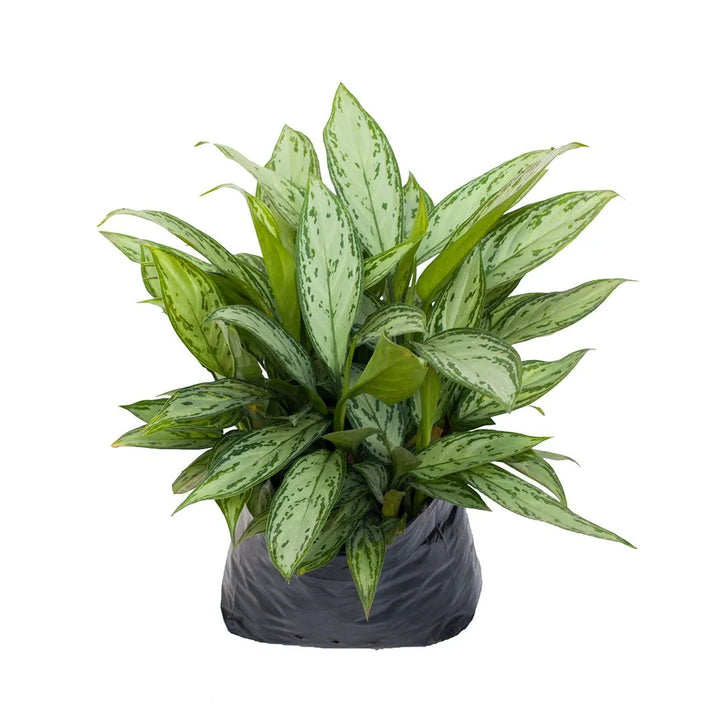 Aglonema silver