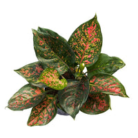 Aglonema Valentina