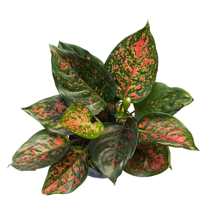Aglonema Valentina